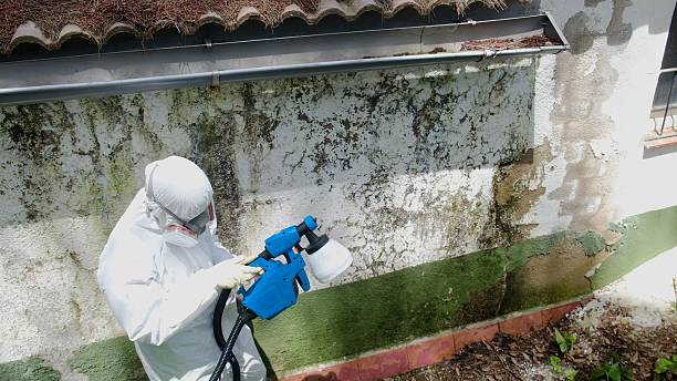 Top rated local Crawl Space Mold Removal specialists in Ruskin, FL